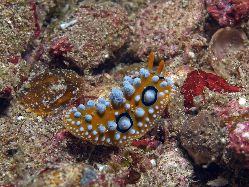 Wart slug, Sabang Point